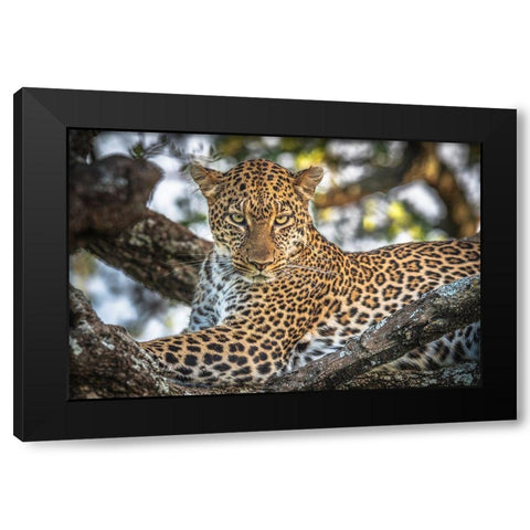 The Arboreal King Black Modern Wood Framed Art Print by C. Sink, Jeffrey