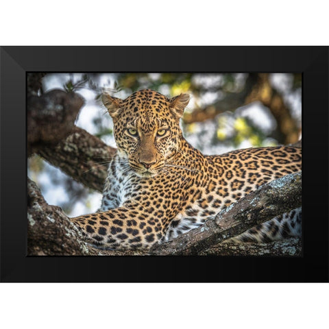 The Arboreal King Black Modern Wood Framed Art Print by C. Sink, Jeffrey
