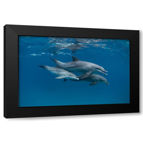 Dolphins Black Modern Wood Framed Art Print by Molinari, Romano