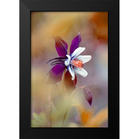 Columbine Black Modern Wood Framed Art Print by Parker, Jacky