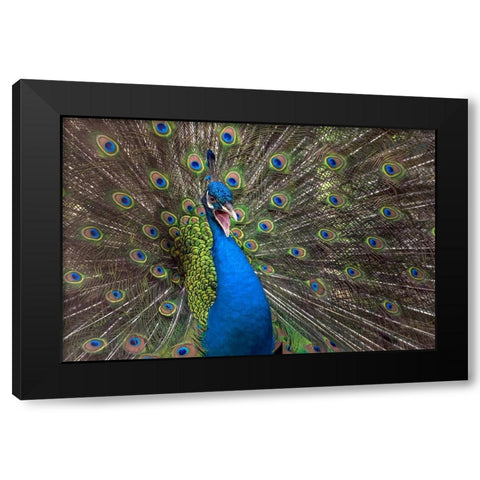 Indian Peafowl Black Modern Wood Framed Art Print by Oesin, Dikky