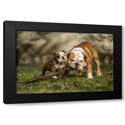 Busy With A Stick Black Modern Wood Framed Art Print by van den, Gert