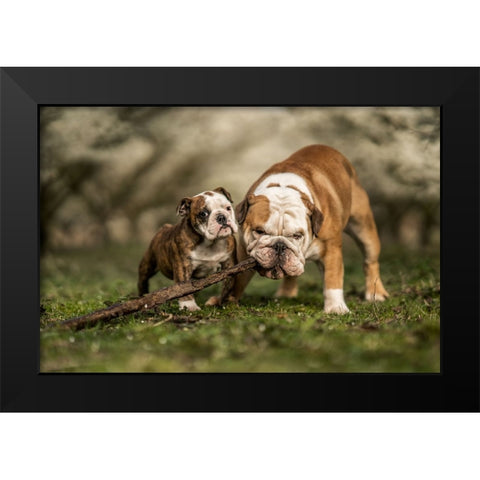 Busy With A Stick Black Modern Wood Framed Art Print by van den, Gert