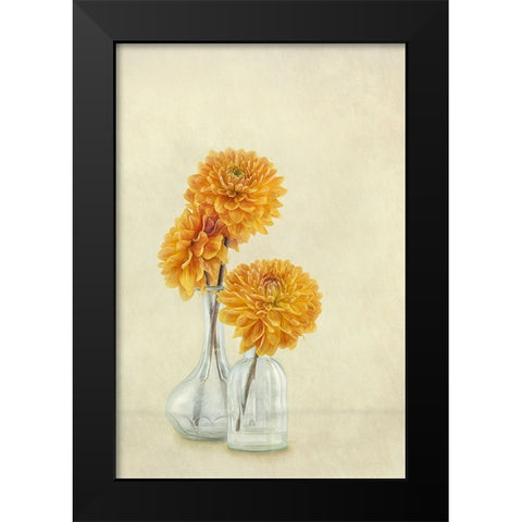 3 Dahlias Black Modern Wood Framed Art Print by Gray, Gaille