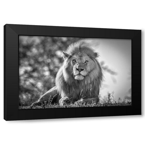 Monochromatic Lion King Black Modern Wood Framed Art Print with Double Matting by C. Sink, Jeffrey