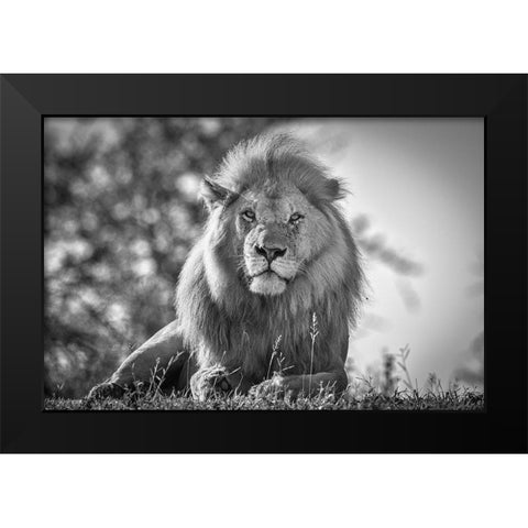 Monochromatic Lion King Black Modern Wood Framed Art Print by C. Sink, Jeffrey