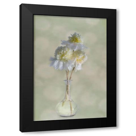 Peonies Black Modern Wood Framed Art Print by Gray, Gaille