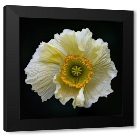 Icelandic Poppy Black Modern Wood Framed Art Print by Gronkjar, Lotte