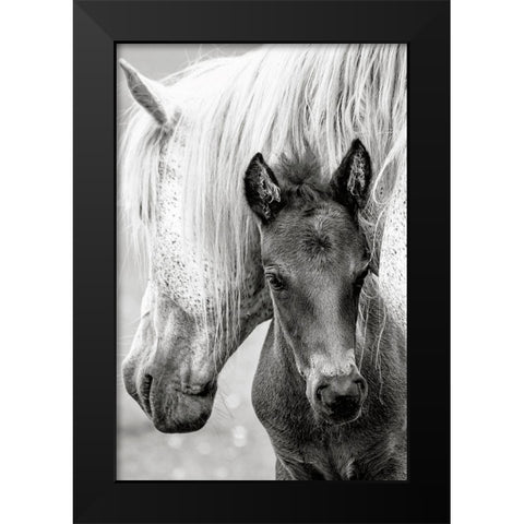 The Foal Black Modern Wood Framed Art Print by Parker, Jacky
