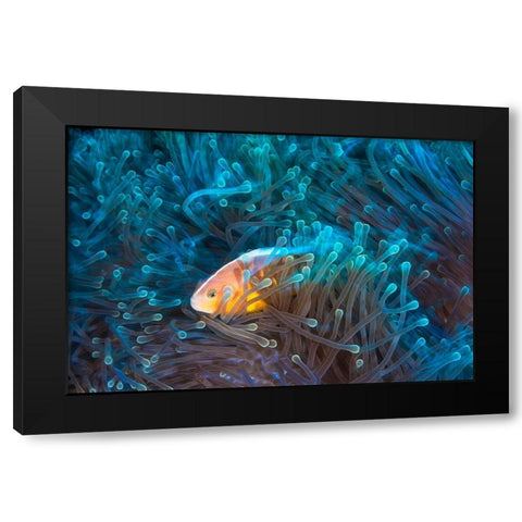 Skunk Clownfish Black Modern Wood Framed Art Print with Double Matting by Gabriel, Barathieu