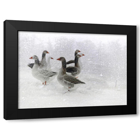 Lost In A White World Black Modern Wood Framed Art Print with Double Matting by Cseresnjes, Anna