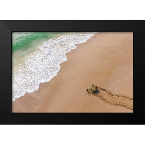 Turtle Season Black Modern Wood Framed Art Print by Al Farsi, Haitham