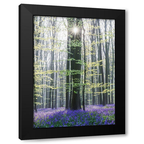 Sun Between Trees Black Modern Wood Framed Art Print with Double Matting by Muqa, Burim