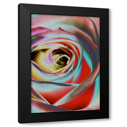 Rose Black Modern Wood Framed Art Print with Double Matting by Koenig, Andre