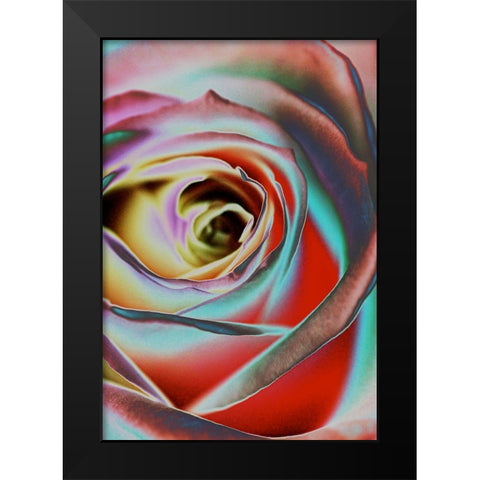 Rose Black Modern Wood Framed Art Print by Koenig, Andre