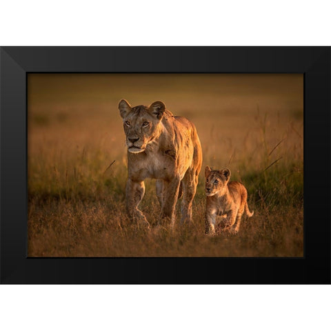Mom Lioness With Cub Black Modern Wood Framed Art Print by Ortega, Xavier