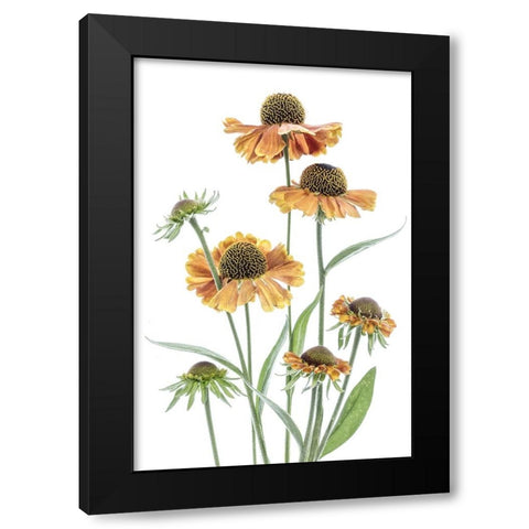 Helenium Black Modern Wood Framed Art Print by Disher, Mandy