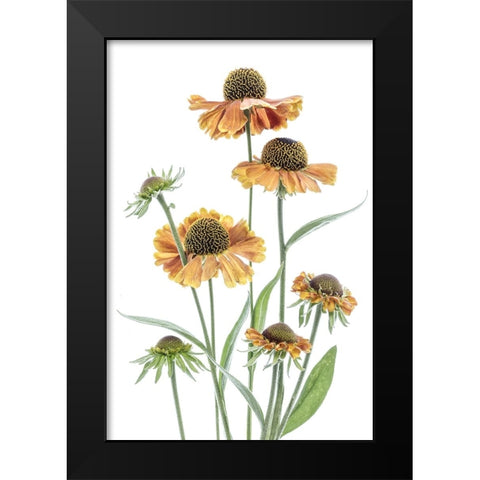 Helenium Black Modern Wood Framed Art Print by Disher, Mandy