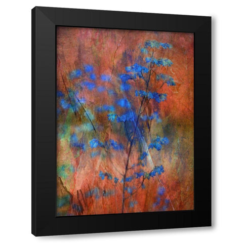 Colors Dance On Flowers Black Modern Wood Framed Art Print by Devos, Delphine