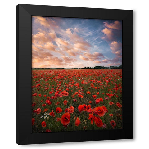 Poppy Field In Sweden Black Modern Wood Framed Art Print by Lindsten, Christian