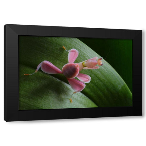 Flower Power Black Modern Wood Framed Art Print with Double Matting by Hoffman, Jimmy