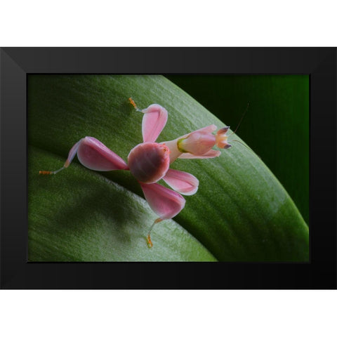 Flower Power Black Modern Wood Framed Art Print by Hoffman, Jimmy