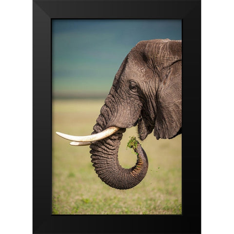 Light Snack Black Modern Wood Framed Art Print by Felici, Massimo