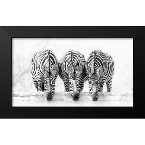 Zebras Black Modern Wood Framed Art Print by Zhao, Henry