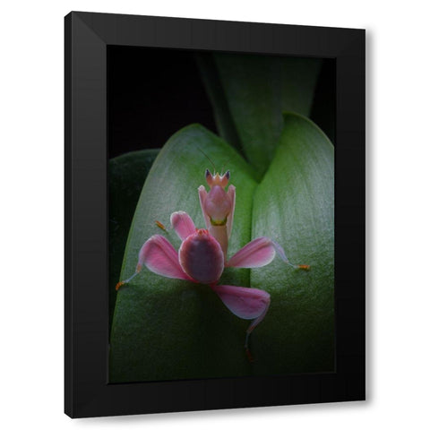 Flower Power 2 Black Modern Wood Framed Art Print by Hoffman, Jimmy