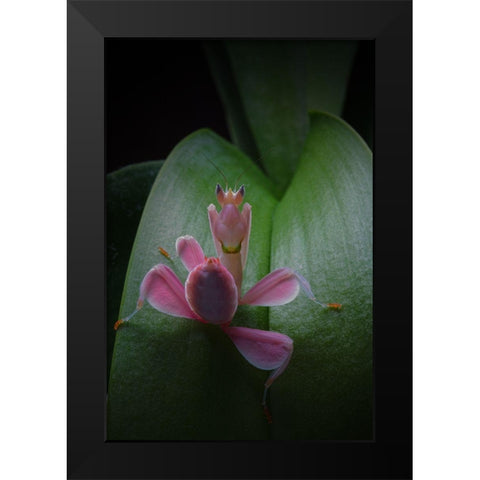 Flower Power 2 Black Modern Wood Framed Art Print by Hoffman, Jimmy
