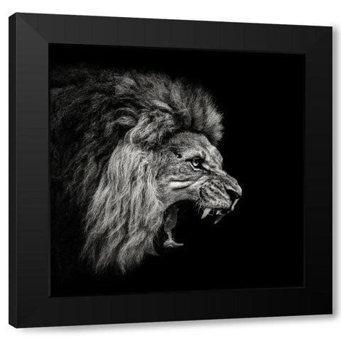 Roaring Lion #2 Black Modern Wood Framed Art Print with Double Matting by Meermann, Christian