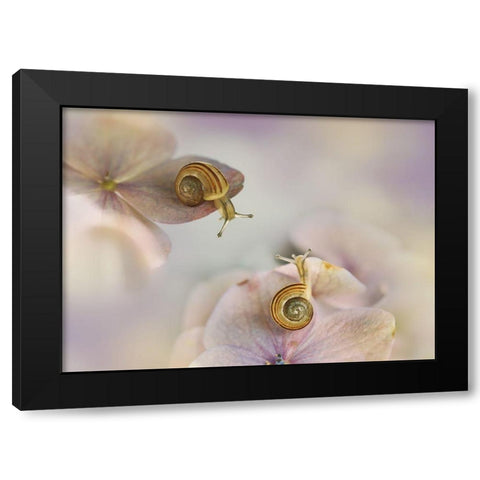 Little Snails.... Black Modern Wood Framed Art Print by Van Deelen, Ellen