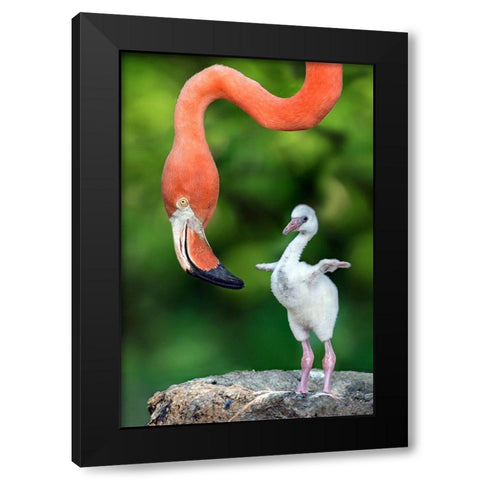 Flamingo With Chick Black Modern Wood Framed Art Print by Ortega, Xavier