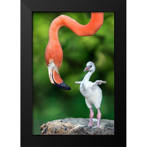 Flamingo With Chick Black Modern Wood Framed Art Print by Ortega, Xavier