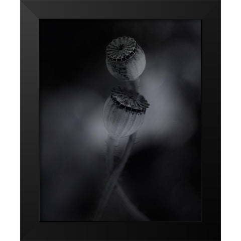Old Poppies Black Modern Wood Framed Art Print by Gronkjar, Lotte