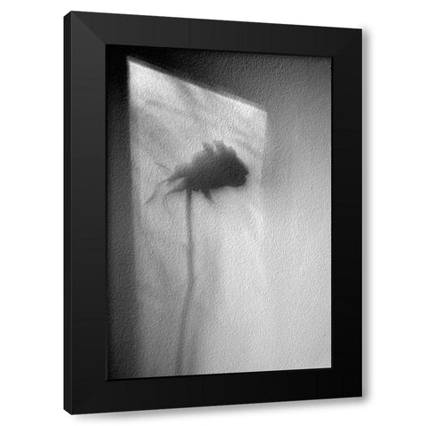 Rose Black Modern Wood Framed Art Print with Double Matting by Walla, Marta