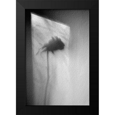 Rose Black Modern Wood Framed Art Print by Walla, Marta