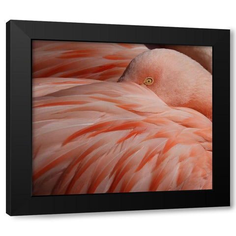 Portrait Of A Pink Flamingo Black Modern Wood Framed Art Print with Double Matting by Wechsler, Robin