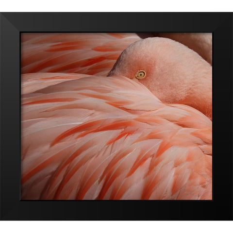 Portrait Of A Pink Flamingo Black Modern Wood Framed Art Print by Wechsler, Robin