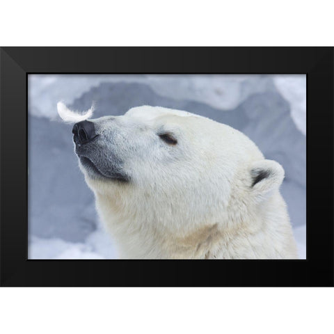 Polar Bear Portrait Black Modern Wood Framed Art Print by Belovodchenko, Anton