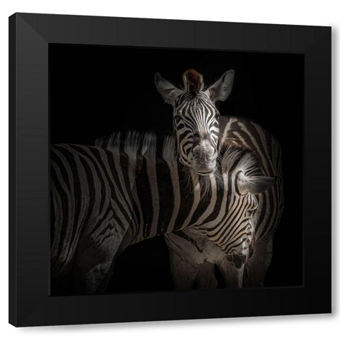 ... Zebra Black Modern Wood Framed Art Print with Double Matting by Vollrath, Jorg