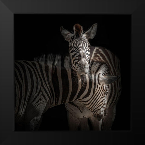 ... Zebra Black Modern Wood Framed Art Print by Vollrath, Jorg