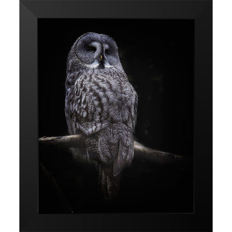 Owl Black Modern Wood Framed Art Print by Cseresnjes, Anna