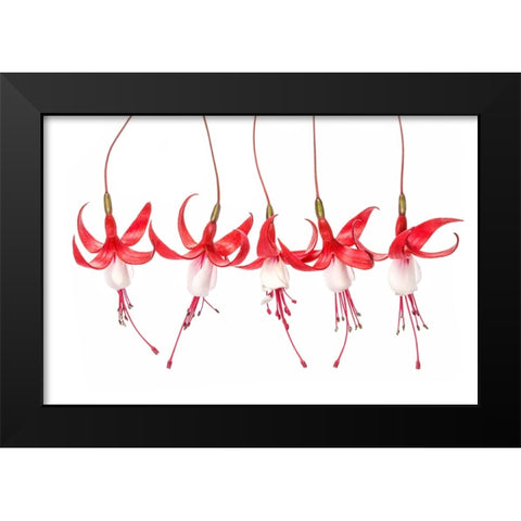 Fuchsia Black Modern Wood Framed Art Print by Disher, Mandy