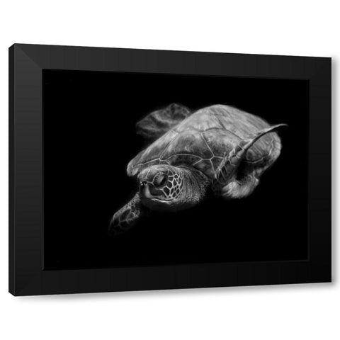Portrait Of A Sea Turtle In Black And White Black Modern Wood Framed Art Print with Double Matting by Wechsler, Robin