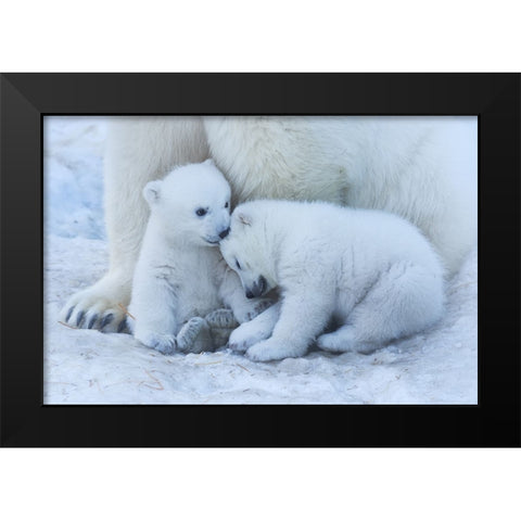 Polar Bear Cub Black Modern Wood Framed Art Print by Belovodchenko, Anton