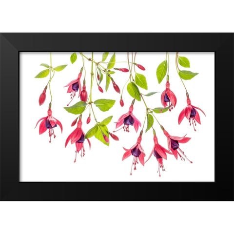 ~ Fuchsia ~ Black Modern Wood Framed Art Print by Disher, Mandy