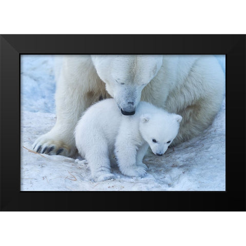 Polar Bear Portrait Black Modern Wood Framed Art Print by Belovodchenko, Anton