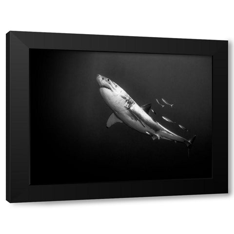 The Great One Black Modern Wood Framed Art Print by Melesan, Serge