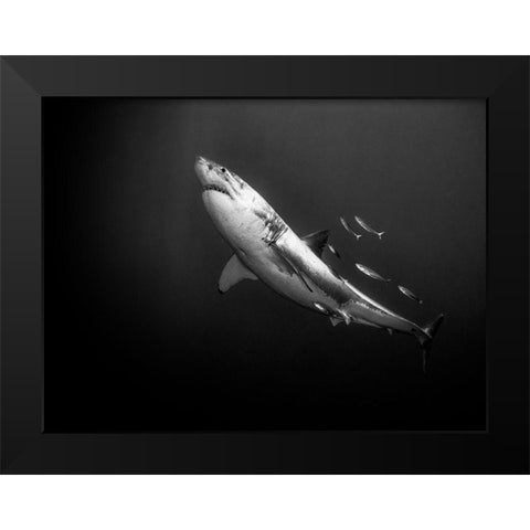 The Great One Black Modern Wood Framed Art Print by Melesan, Serge